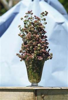 Perlite For Propagation