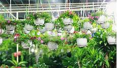 Perlite For Roses