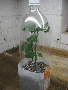 Perlite For Roses