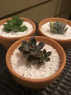 Perlite For Succulents