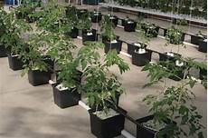 Perlite For Tomatoes