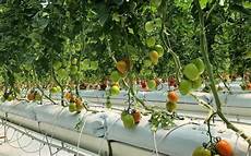 Perlite For Tomatoes