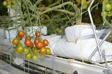 Perlite For Tomatoes