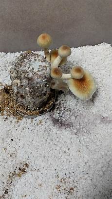 Perlite Fruiting Chamber