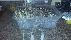 Perlite Fruiting Chamber