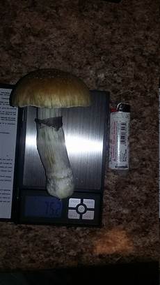 Perlite Fruiting Chamber