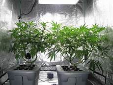Perlite Growing Medium