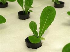 Perlite Hydroponics