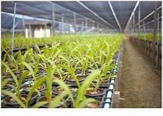 Perlite In Agriculture