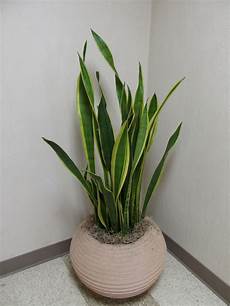 Perlite In Plants