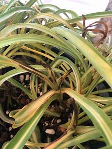 Perlite In Plants