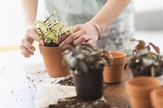Perlite Indoor Plants