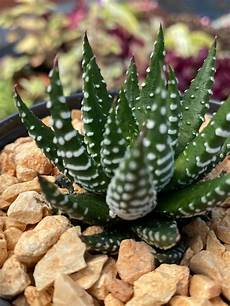 Perlite Indoor Plants