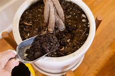 Perlite Indoor Plants