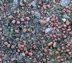 Perlite Jumbo