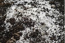 Perlite Lawn