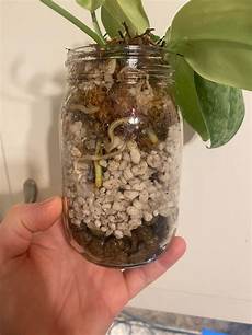Perlite Moss