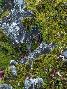 Perlite Moss