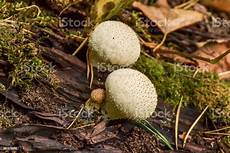 Perlite Mushrooms