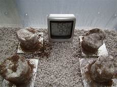 Perlite Mushrooms