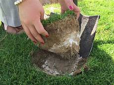 Perlite On Lawn