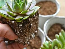 Perlite Peat