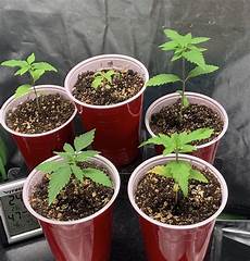 Perlite Promix