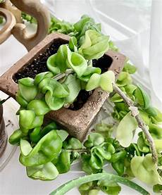 Perlite Propagation