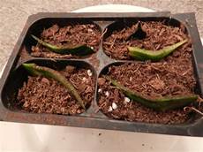 Perlite Snake Plant
