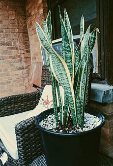 Perlite Snake Plant