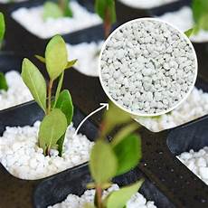 Perlite Tanaman