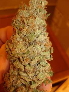 Promix Perlite