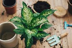 Propagation In Perlite