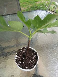 Propagation In Perlite