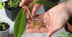 Propagation In Perlite