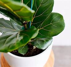 Propagation Perlite
