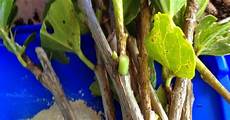Propagation With Perlite