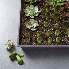 Propagation With Perlite
