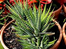 Propagation With Perlite