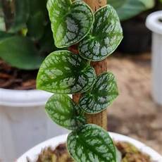 Propagation With Perlite
