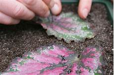 Propagation With Perlite