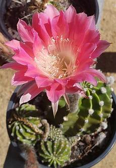 Pumice And Perlite