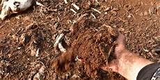 Soil Without Perlite