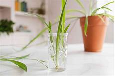 Spider Plant Perlite