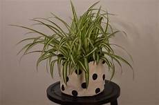 Spider Plant Perlite