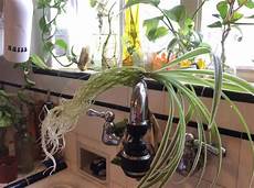 Spider Plant Perlite