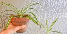 Spider Plant Perlite