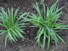 Spider Plant Perlite