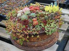 Succulent Soil Perlite