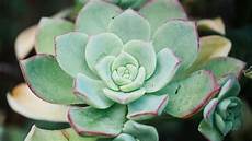 Succulent Soil Perlite